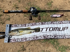 ブラックバスの釣果