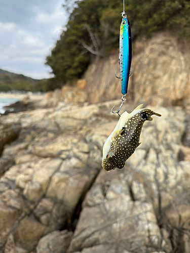 クサフグの釣果