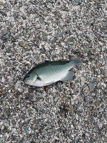 メジナの釣果