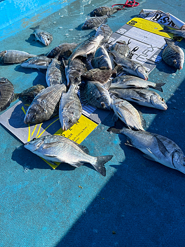 クロダイの釣果