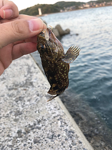 タケノコメバルの釣果