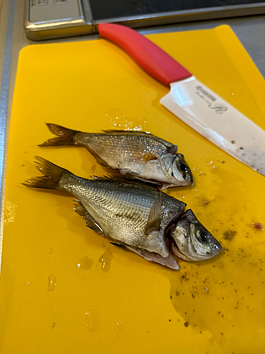 ウミタナゴの釣果