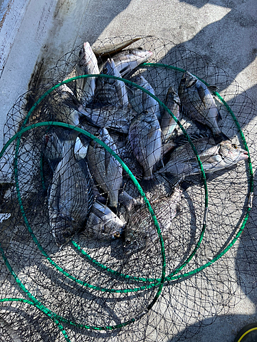 クロダイの釣果