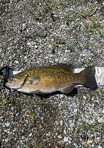 スモールマウスバスの釣果