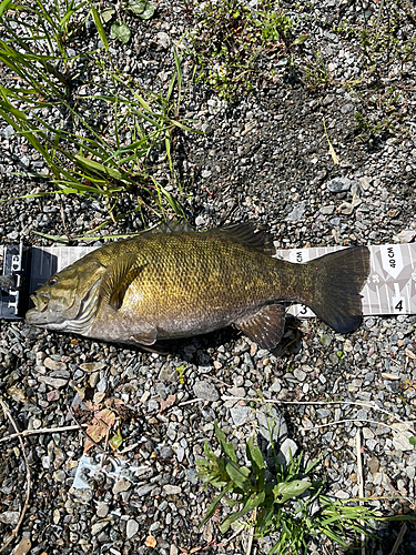 スモールマウスバスの釣果