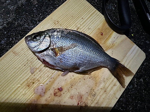 ウミタナゴの釣果