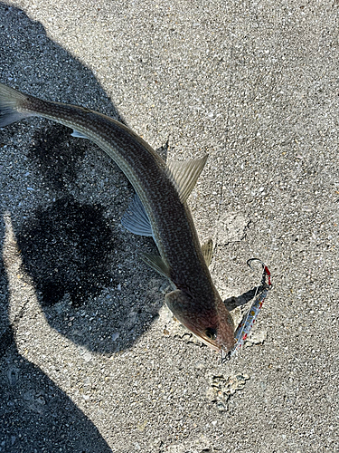 エソの釣果