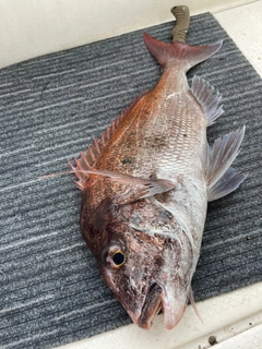 マダイの釣果