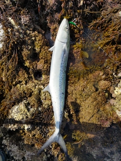 サゴシの釣果