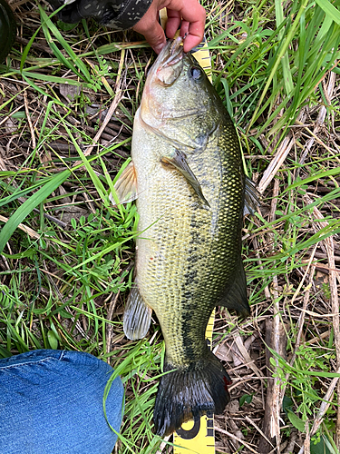 ラージマウスバスの釣果