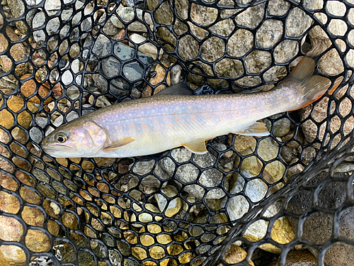 イワナの釣果