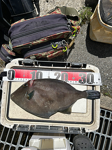 ウマヅラハギの釣果