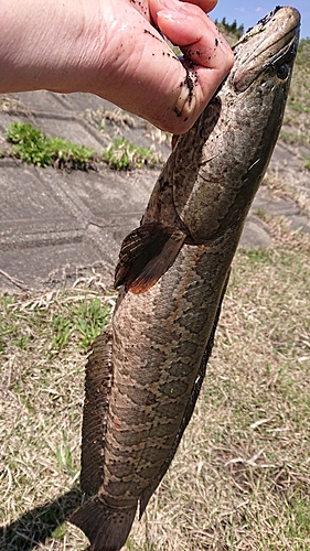 ライギョの釣果