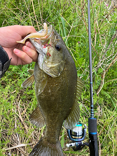 スモールマウスバスの釣果