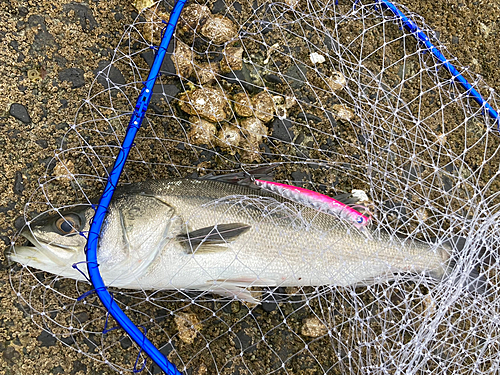 スズキの釣果