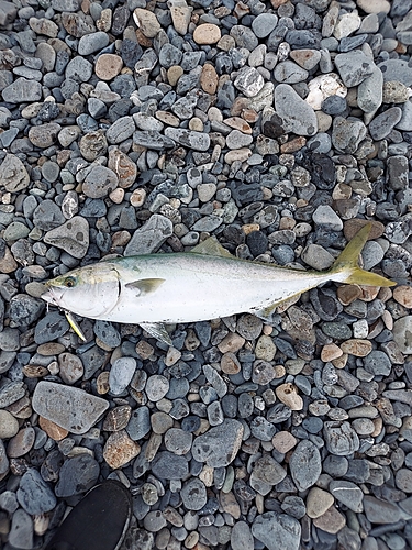 ワラサの釣果