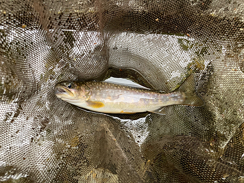 イワナの釣果