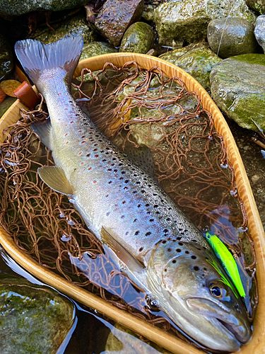 ブラウントラウトの釣果