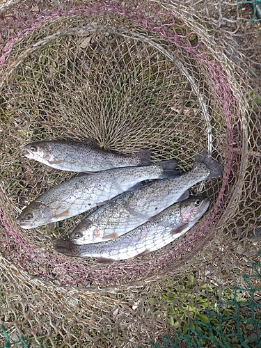 ニジマスの釣果