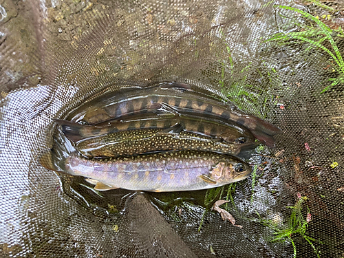 ヤマメの釣果