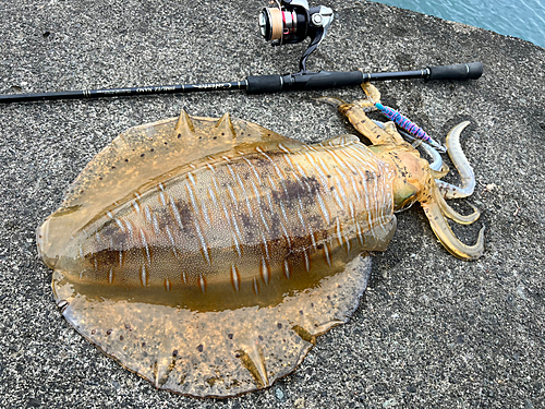 アオリイカの釣果