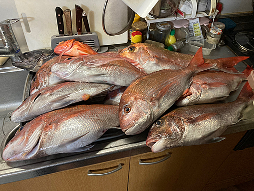 マダイの釣果