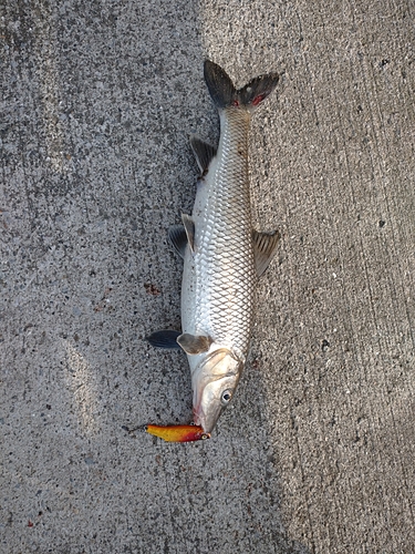 ニゴイの釣果