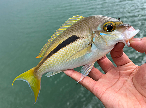 ヒトスジタマガシラの釣果