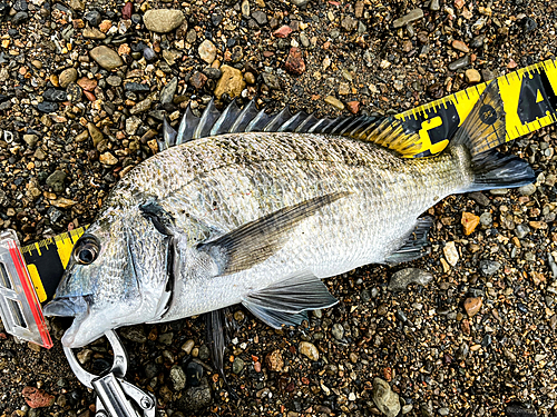 ミナミクロダイの釣果