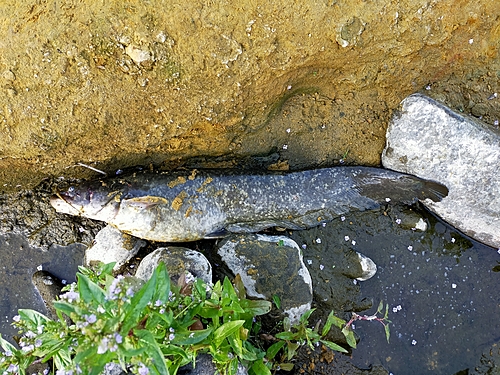 ナマズの釣果