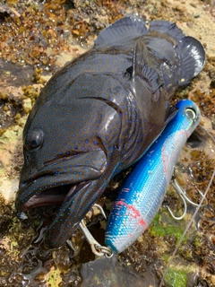 アオノメハタの釣果