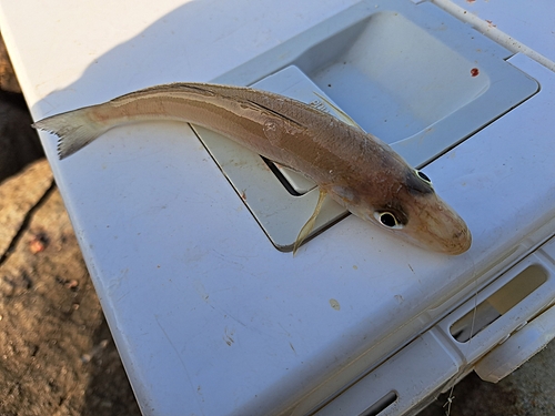 キスの釣果