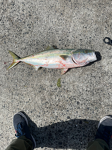 ハマチの釣果