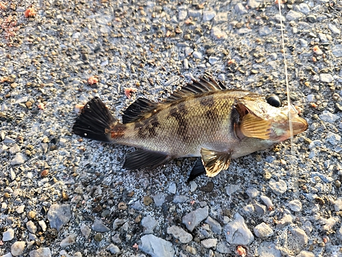 メバルの釣果