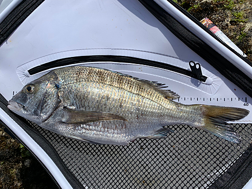 チヌの釣果