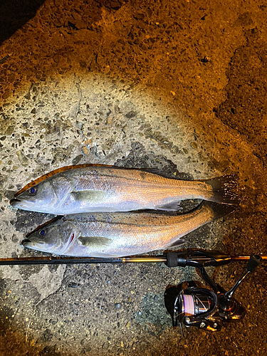 フッコ（マルスズキ）の釣果