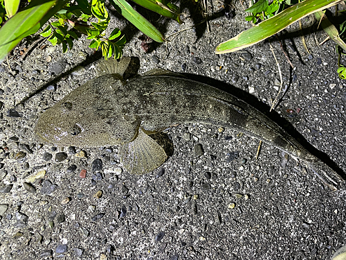 マゴチの釣果