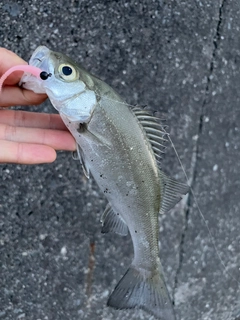 セイゴ（ヒラスズキ）の釣果