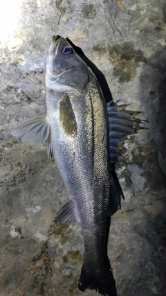 スズキの釣果