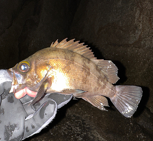 メバルの釣果