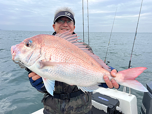 マダイの釣果