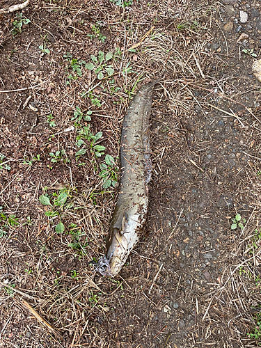 ナマズの釣果