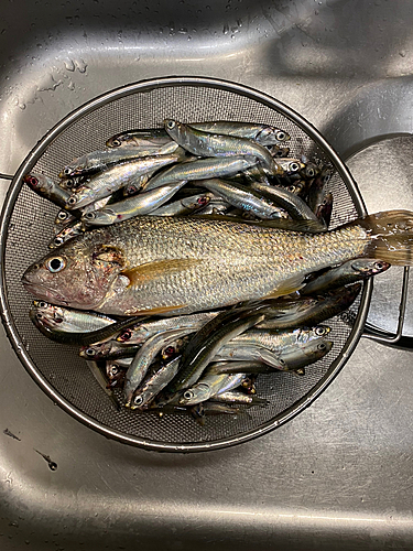 カタクチイワシの釣果