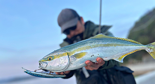 ヤズの釣果