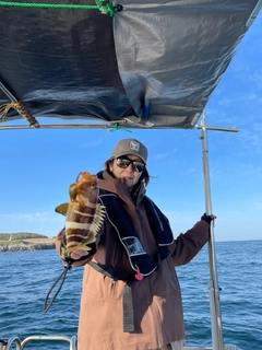 アコウの釣果