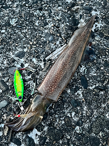 ヤリイカの釣果