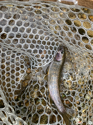 イワナの釣果