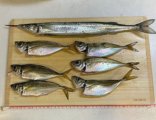 アジの釣果