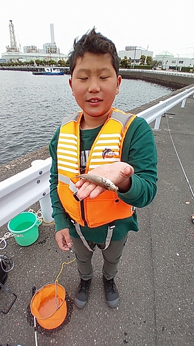 シマハゼの釣果