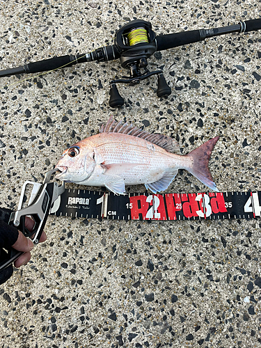 マダイの釣果